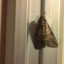 Moth