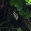 Zebra longwing butterfly