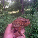 American Toad