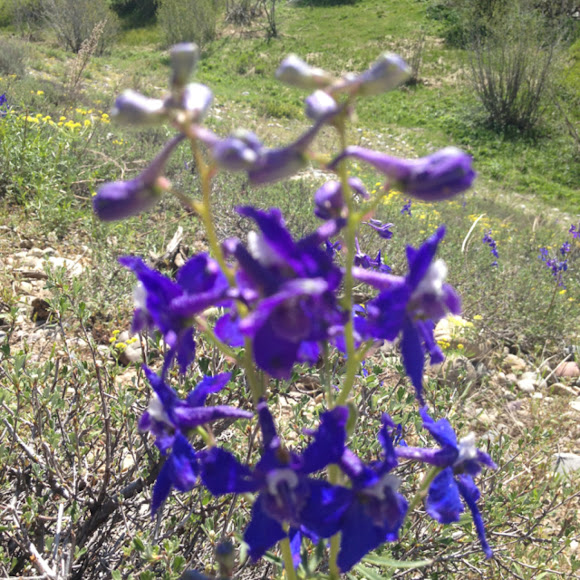 Monkshoo Project Noah