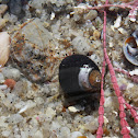 Blue Banded Hermit Crab
