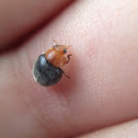 Mealybug Destroyer Ladybug