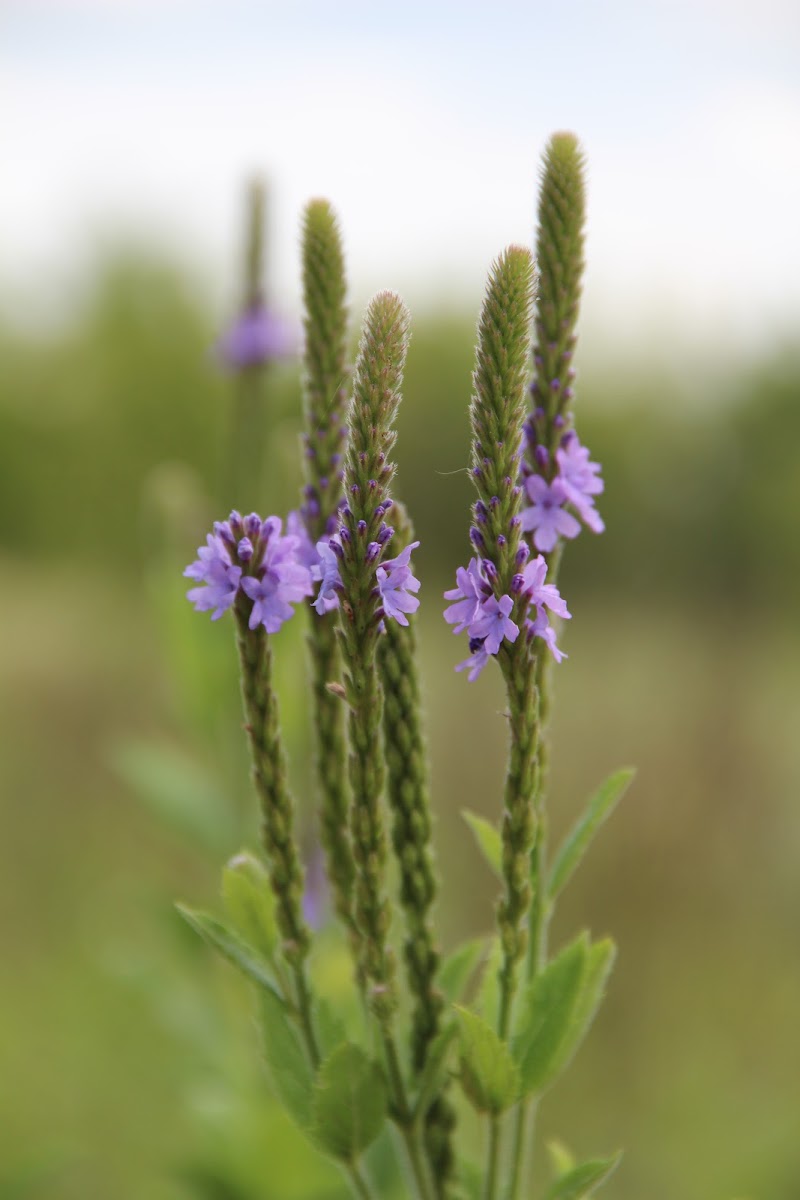 Wooly vervain