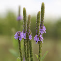 Wooly vervain
