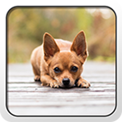 Chihuahua Theme - Nova/ADW/GO 個人化 App LOGO-APP開箱王