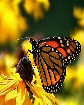 Beautiful Butterfly