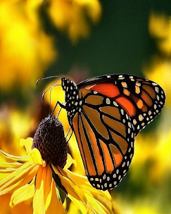 How to download Beautiful Butterfly 1.1 apk for android