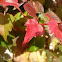 Ampelopsis viviendo el otoño