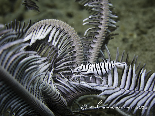 ambon-crinoid-shrimp-featherstar-shrimp-project-noah