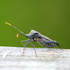 A Leaf-Footed Bug