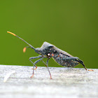 A Leaf-Footed Bug