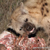 Spotted Hyena