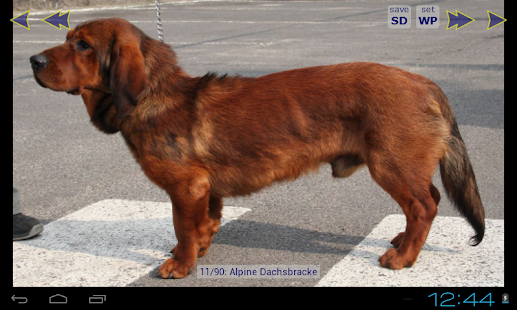 Free Download Dog Wallpaper Gallery APK