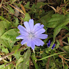 Chicory