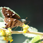 Long-tailed Skipper