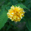 Japanese Yellow Rose (Κέρια η Ιαπωνική)