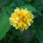 Japanese Yellow Rose (Κέρια η Ιαπωνική)