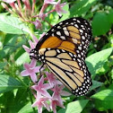 Monarch Butterfly