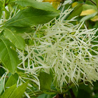 Fringetree (white fringetree)