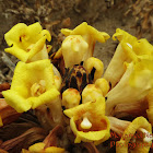 Desert hyacinth
