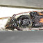 Eucalypt Longicorn Beetle