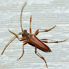 Cinnamon Longhorn Beetle