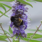 American Bumblebee