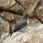Brown Rock Chat 