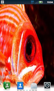 Free Download Color Fish LWP Pro APK