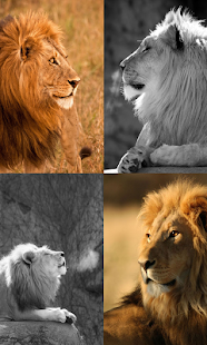 How to mod Lion wallpaper patch 1.0 apk for pc