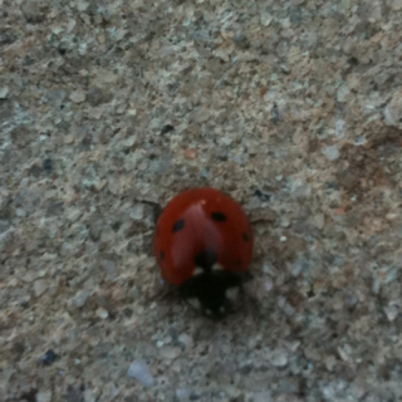 Seven-spotted Ladybug