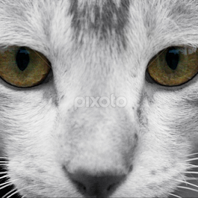 Cat's Eye by Evan Ahmed - Animals - Cats Portraits