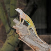 Greater earless lizard (male)