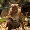 long-tailed macaque