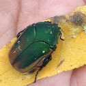 Metallic green fig beetle