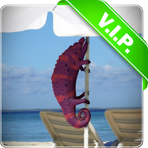 Beach chameleon live wallpaper 5.2