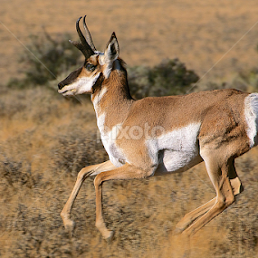 On the run by Ken Miracle - Animals Other Mammals