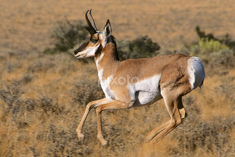 On the run by Ken Miracle - Animals Other Mammals