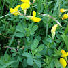 Bird's-foot Trefoil