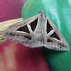 Semilooper Moth