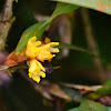 Orquídea Maxillaria pseudoneglecta