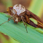 Orbweb Spider