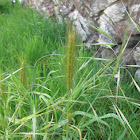 Giant Wild Rye