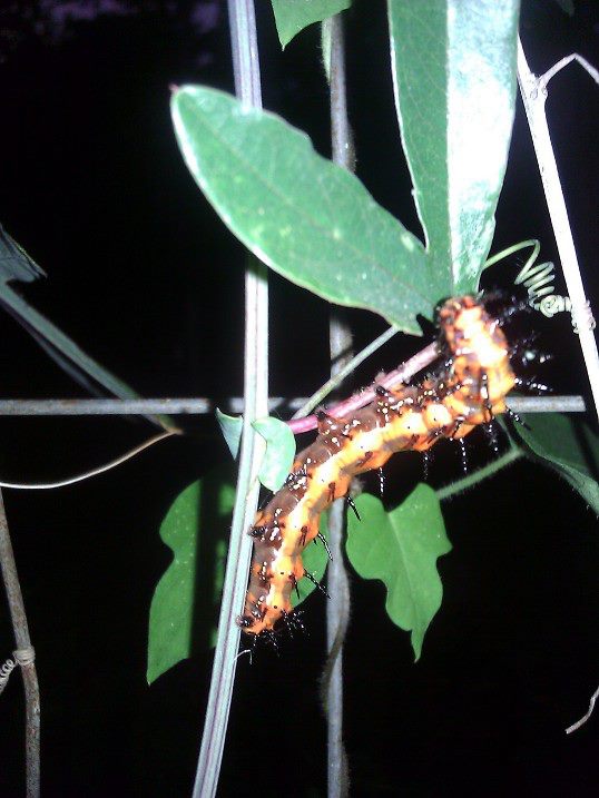Frittilary Caterpillar