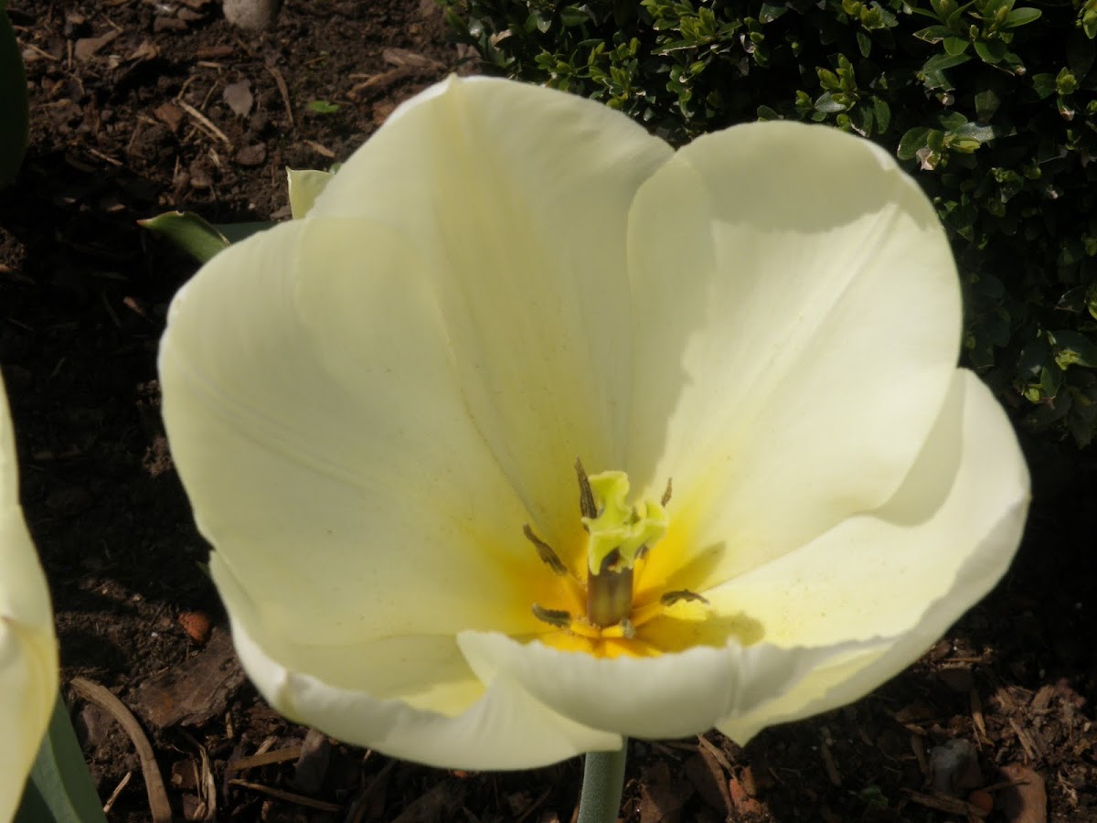 white Tulip