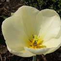white Tulip