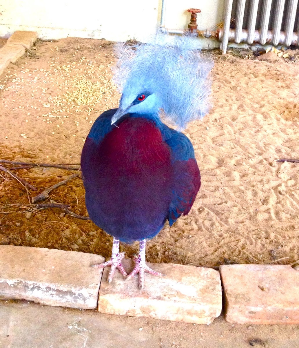 Maroon-breasted Crowned Pigeon