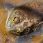 American Bullfrog