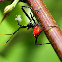 Wheel Bug Nymph (Feeding on Cicadellidae)