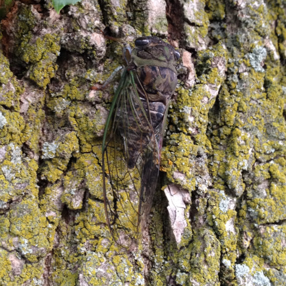 Linne's Cicada | Project Noah